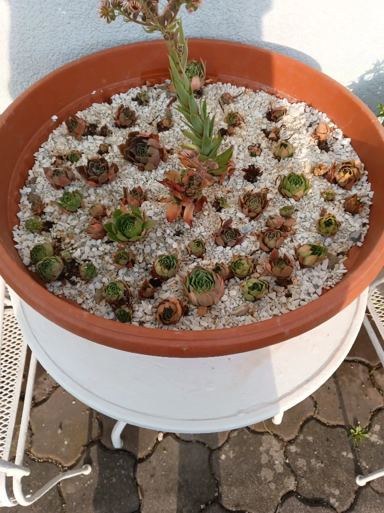 Pflanzschale Terracotta 60 cm