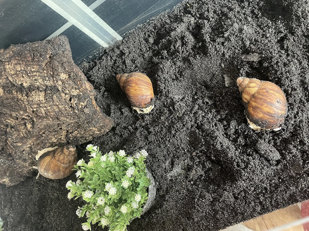 Archachatina marginata ovum