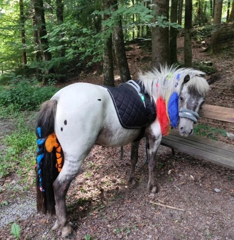 Liebe 3 jährige Pony Stute sucht neues Zuhause 