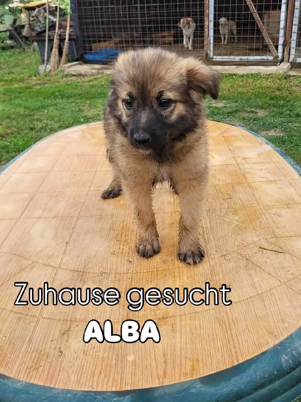 Alba - eine neugierige Welpendame