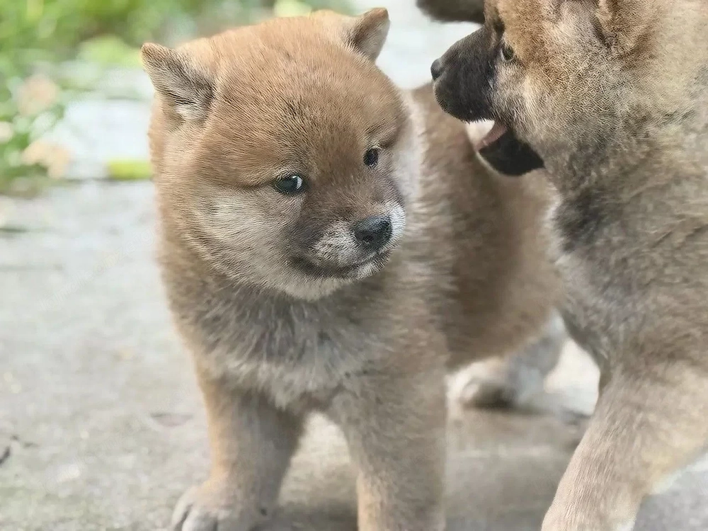 Shiba-Inu-Welpe