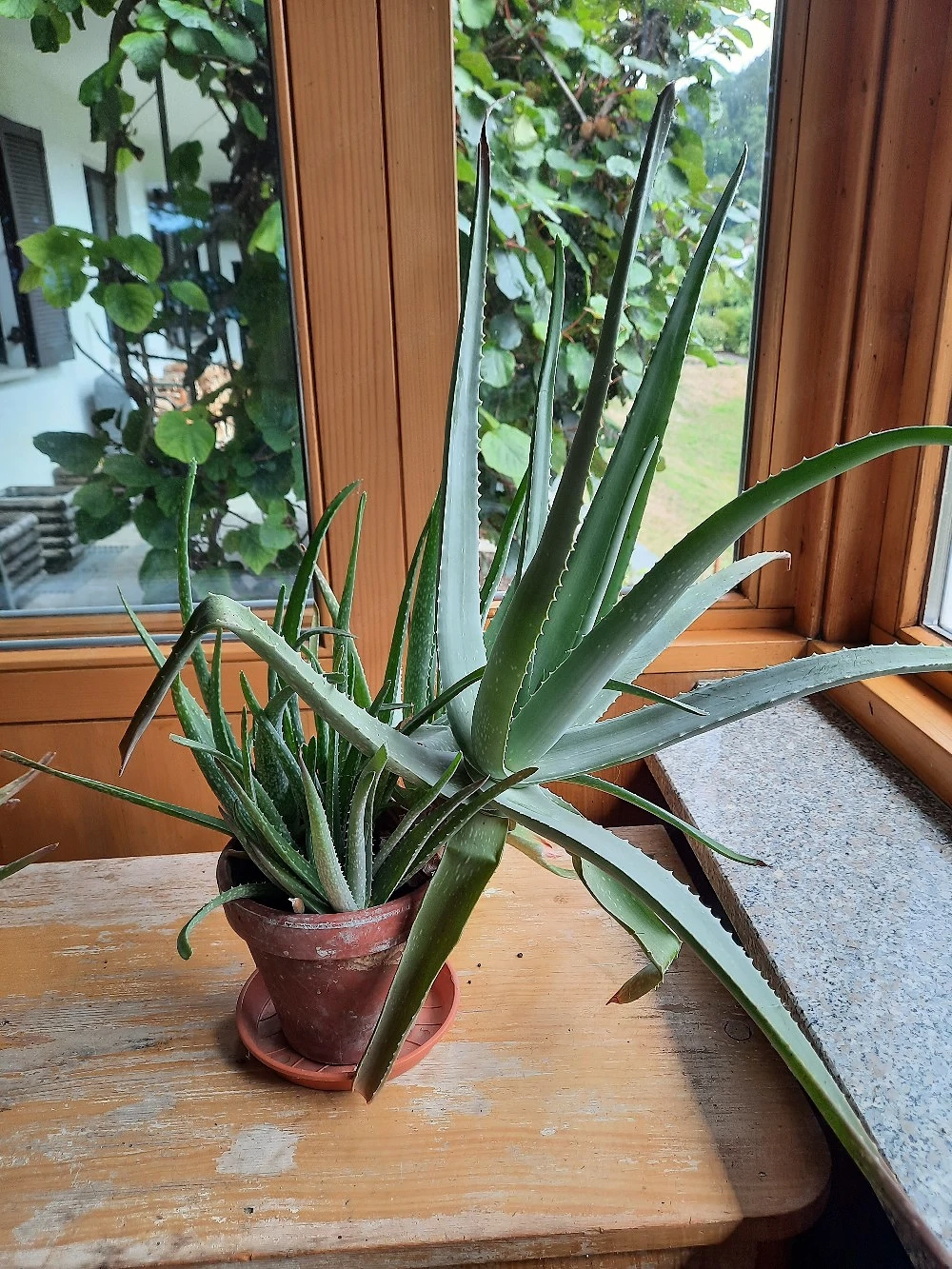 Aloe Vera Pflanze 