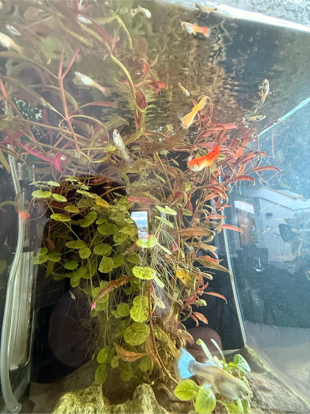 Guppys zu verschenken