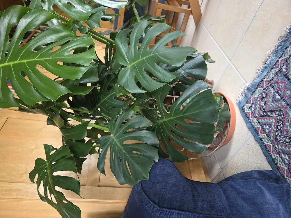 Monster Delicousa Philodendron pertusem