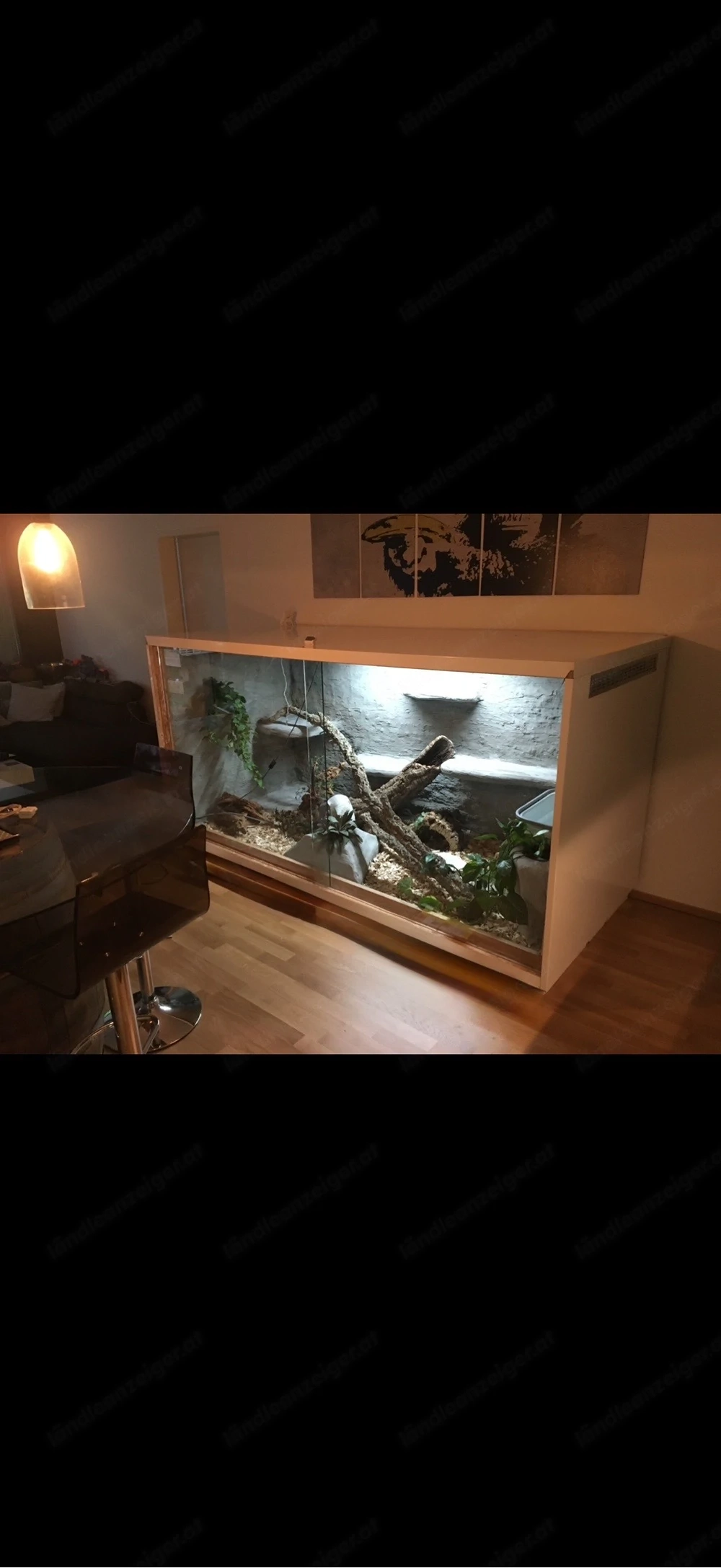 Terrarium 
