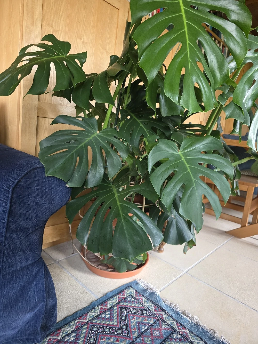 Monster Dilicousa Philodendron pertusem