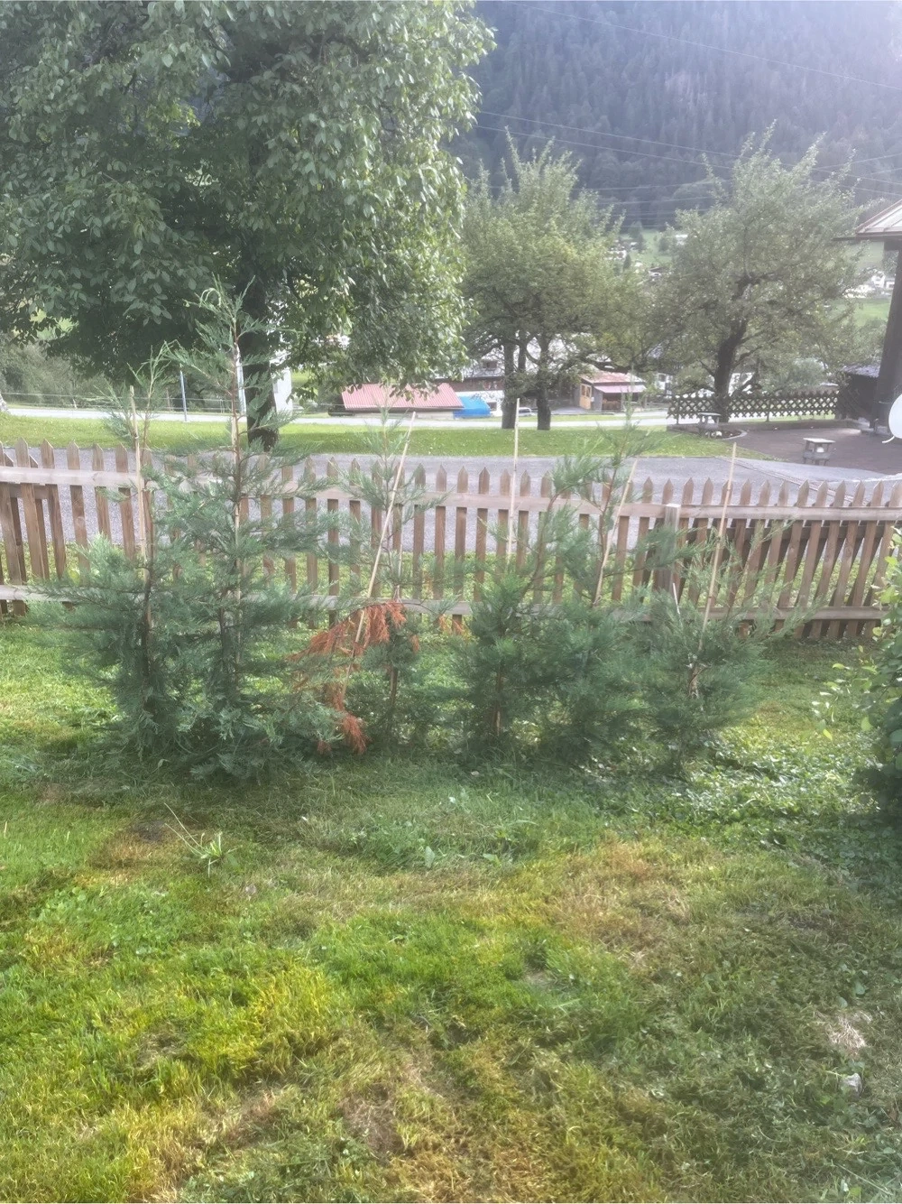 thujen 7. stück