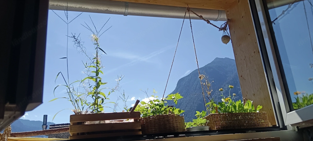 FamilienGarten zur Pacht suche