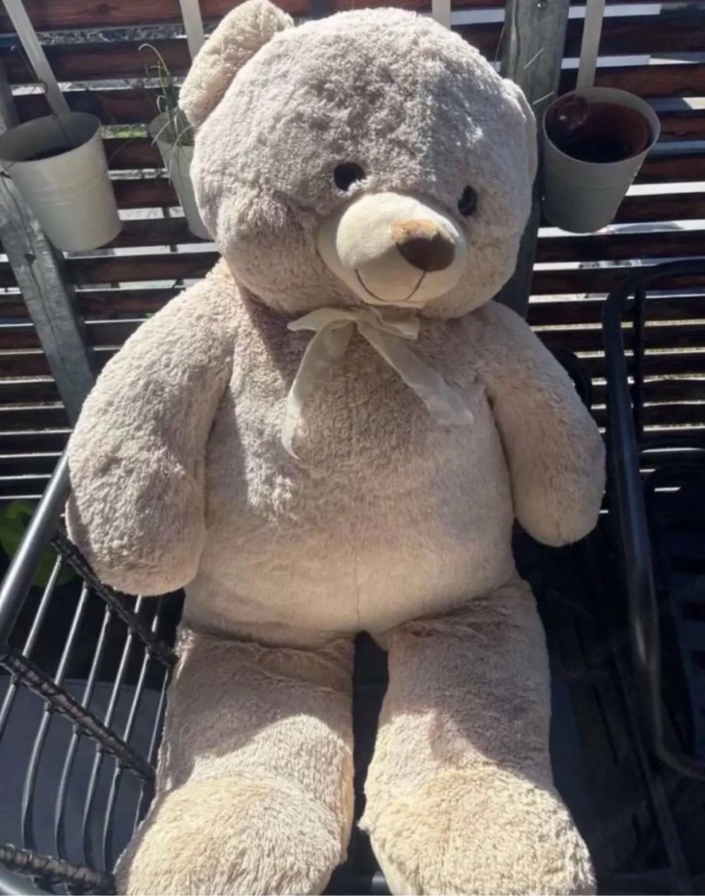 Teddybär  