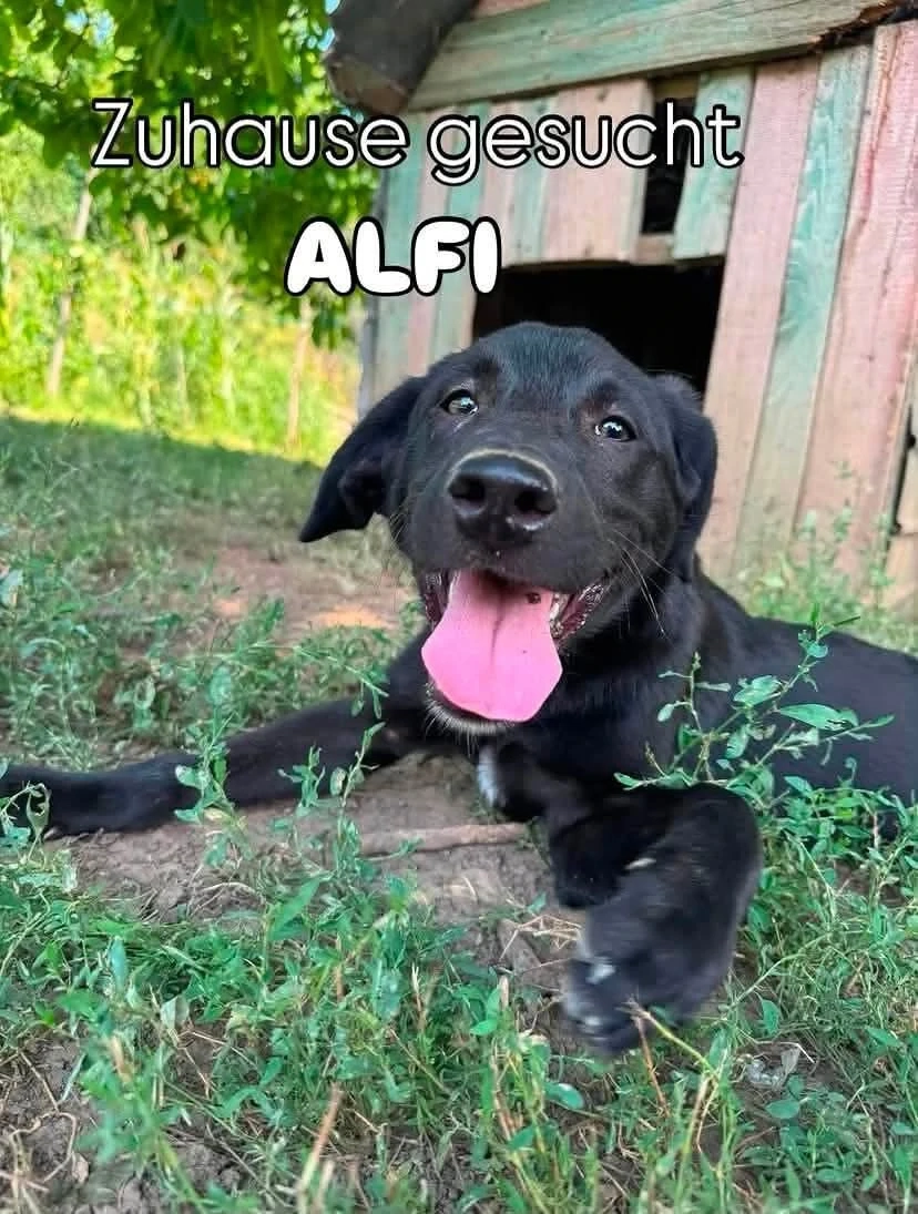 Alfi - ein fröhlicher Welpenjunge