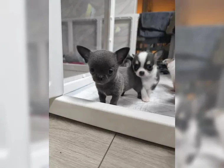 Chihuahua welpen mit Papieren