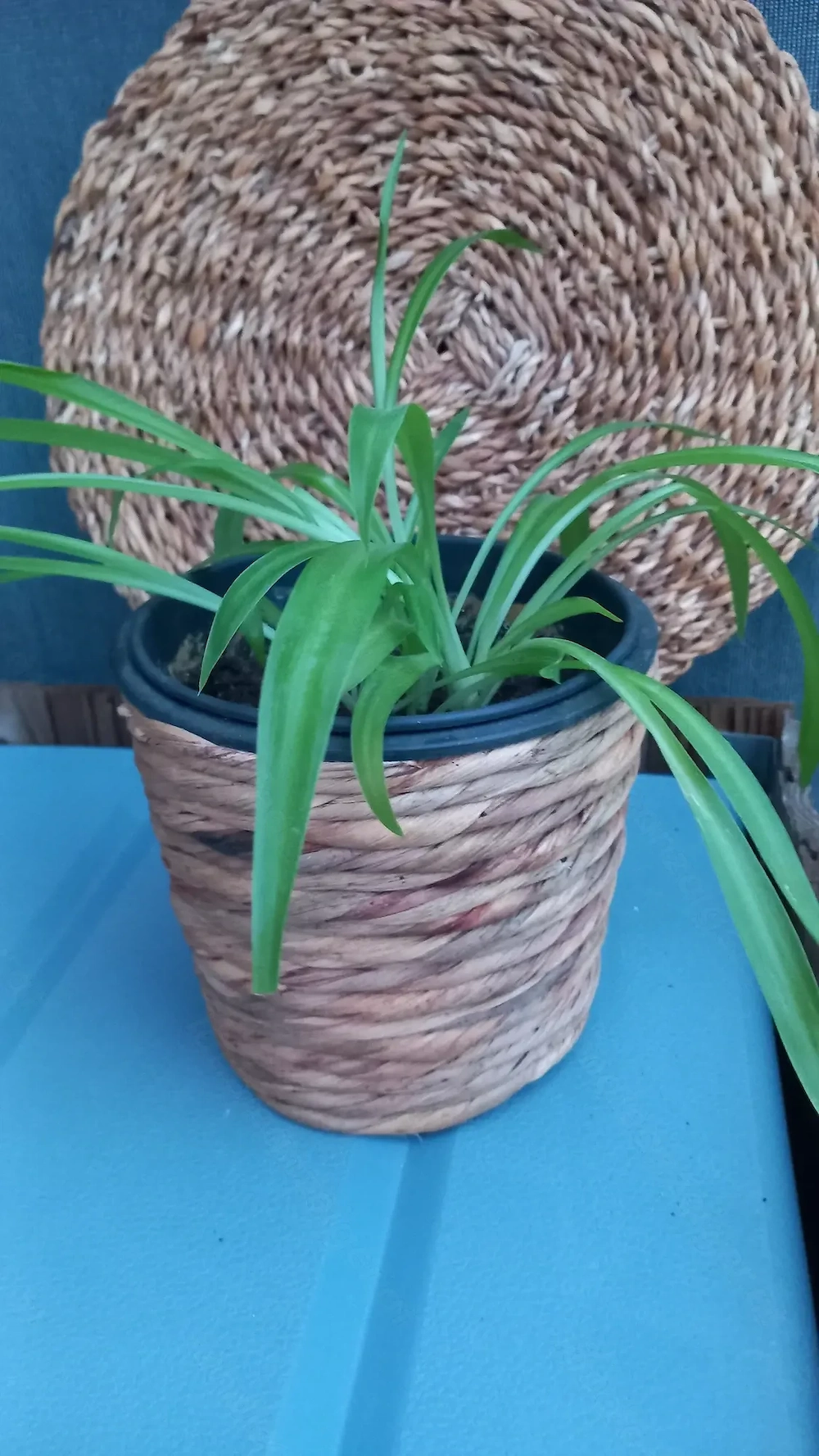 Dekorativer Blumentopf  (ohne Pflanze)
