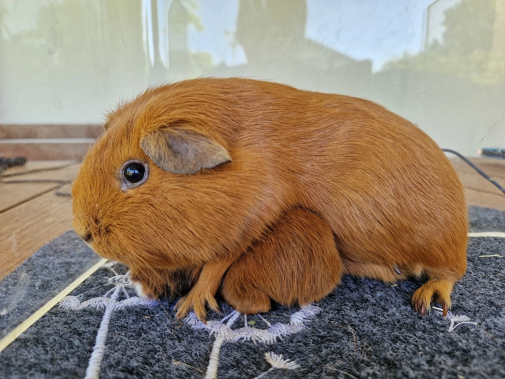 Meerschweinchen