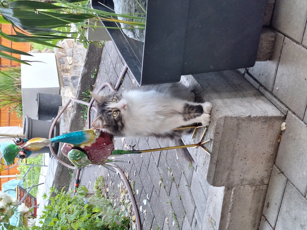 Vermisse meinen kater simba 