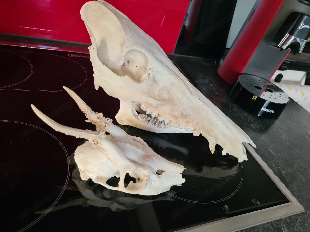 skelett..tiere