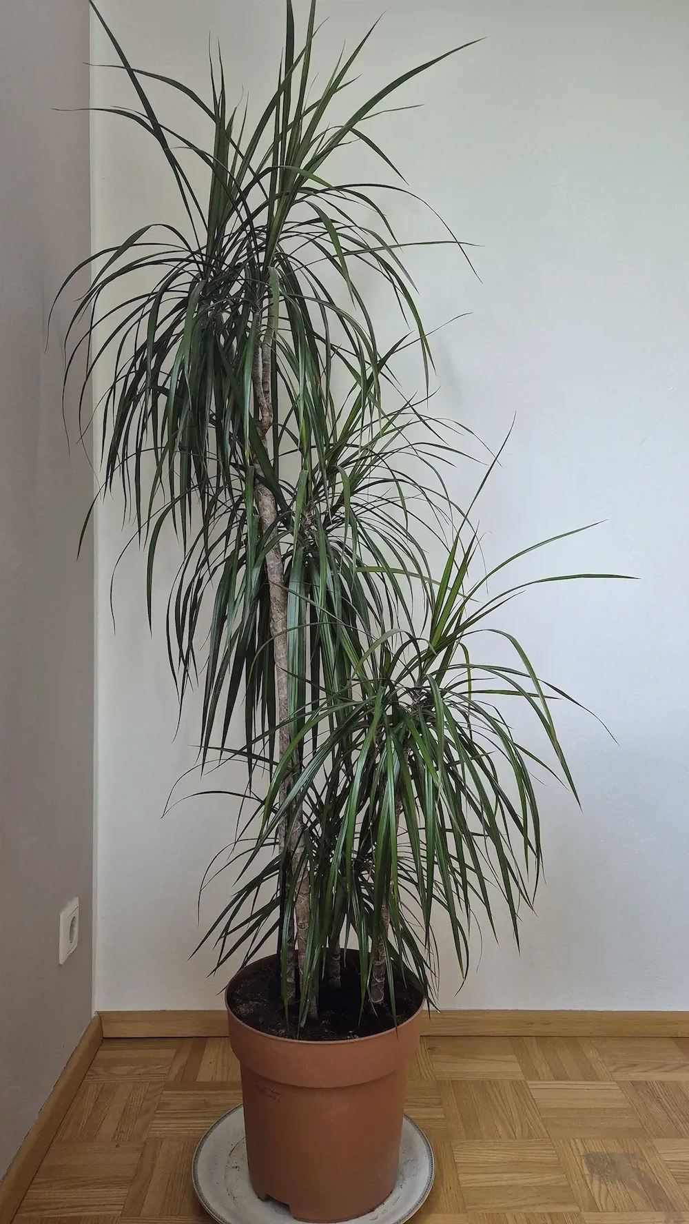 Palme Dracaena marginata