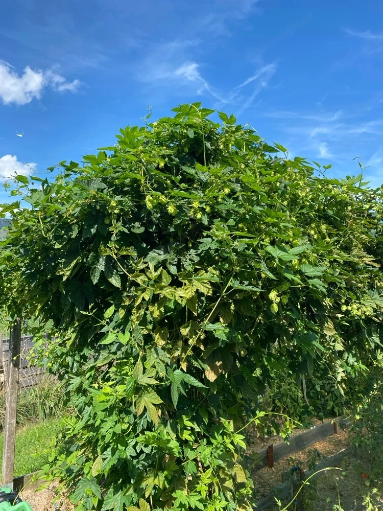 Hopfen aus Tettnang