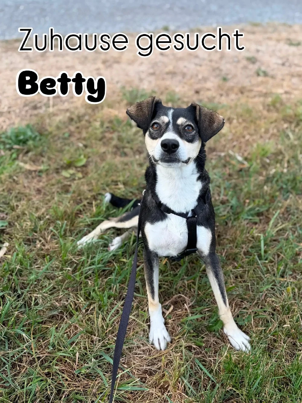 Betty - ein Herz auf vier Pfoten sucht ihr Zuhause