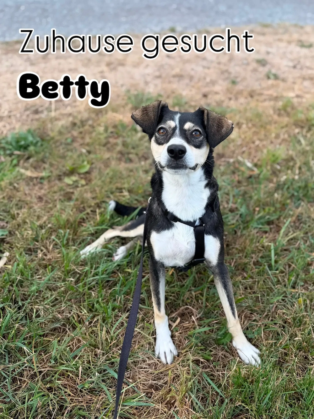 Betty - ein Herz auf vier Pfoten sucht ihr Zuhause