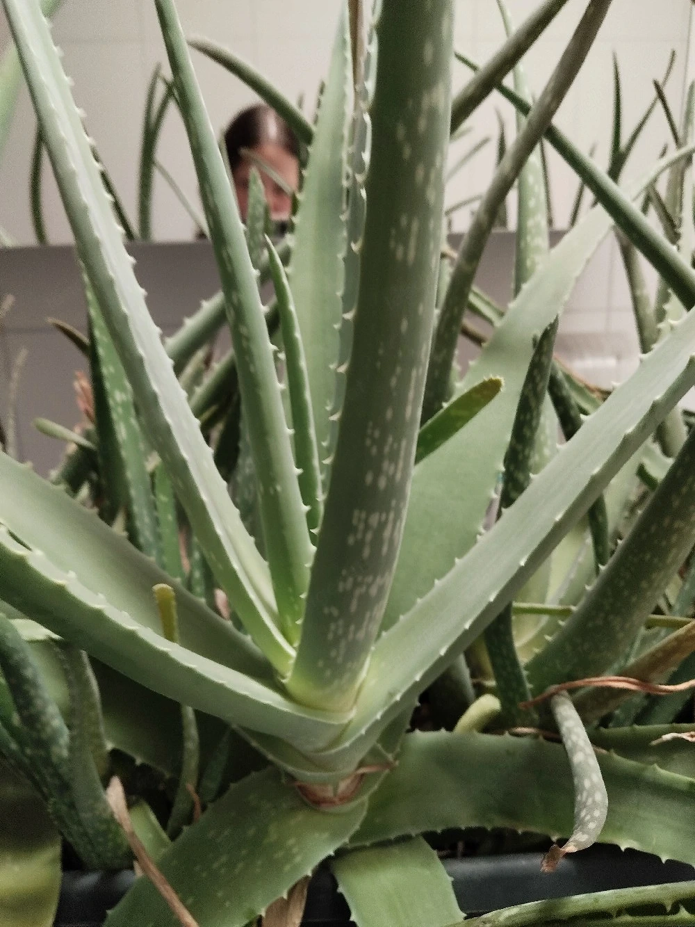 Aloe Vera Ableger Pflanzen 