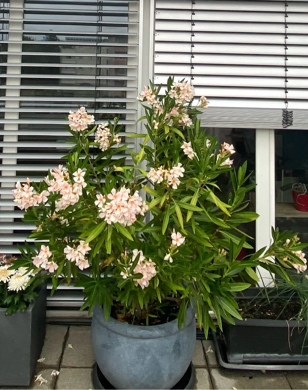 Oleander im Topf