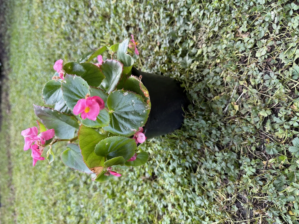 Begonia Rosa