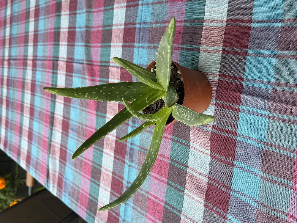 Aloe Vera Pflanze