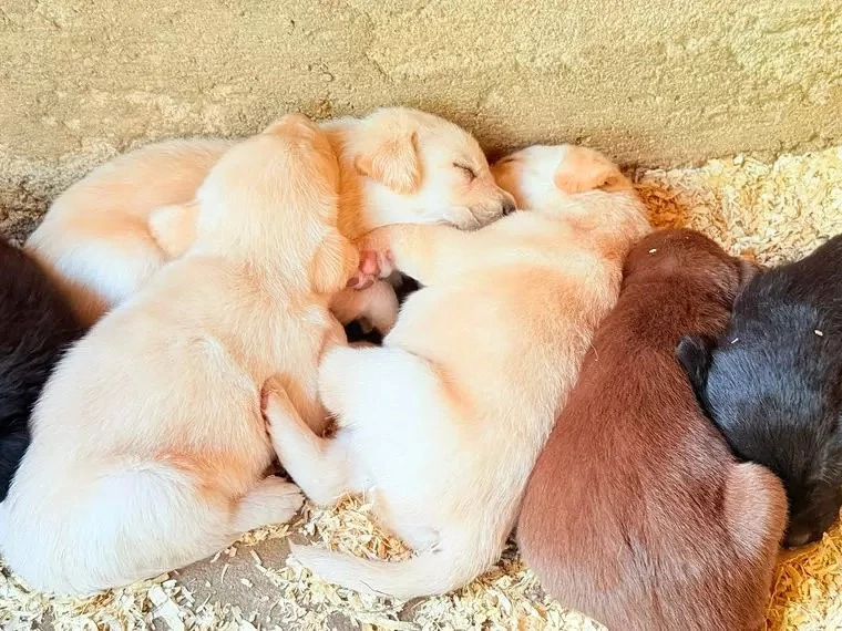 labrador welpen 