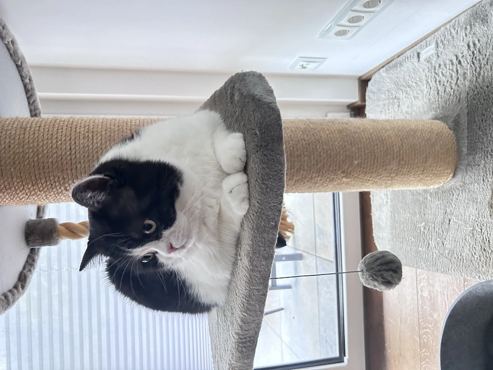 BKH Katze und Kater