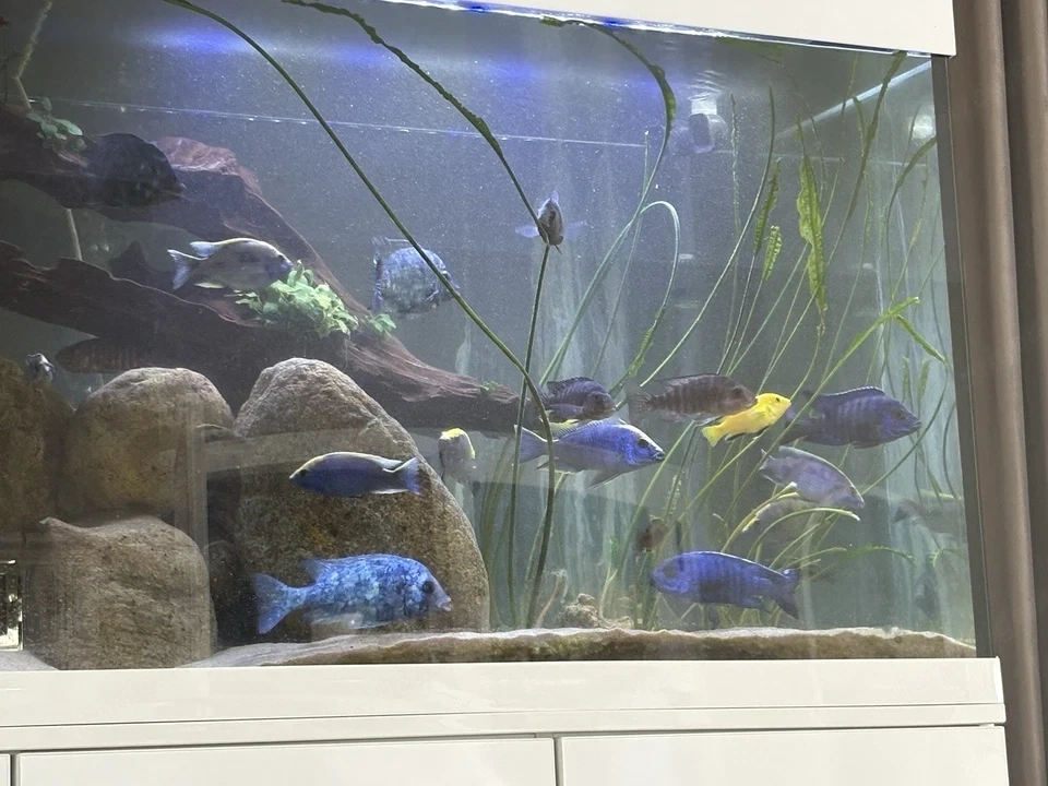 Friedeberg Aquarium 200x60x70 cm 840 l mit Unterschrank FX6 mit Besatz