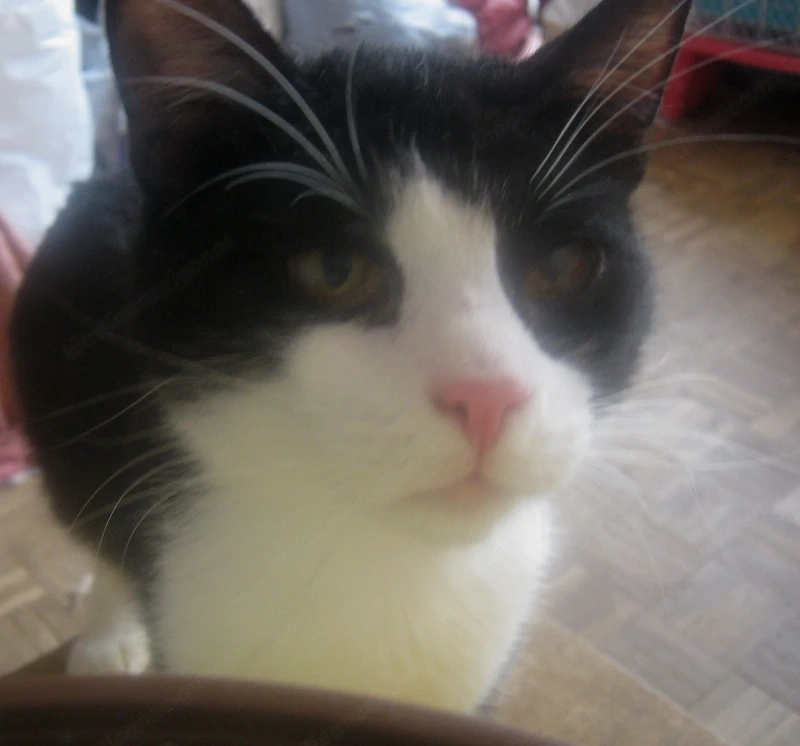 Sylvester möchte mit IHNEN kuscheln