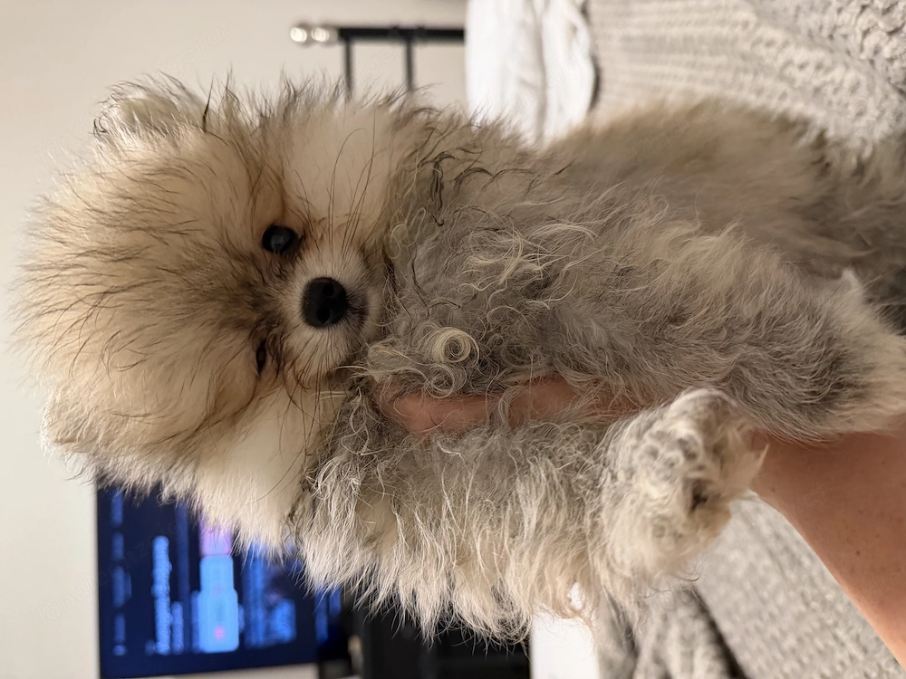Wunderschöne Reinrassige Pomeranian Welpen 