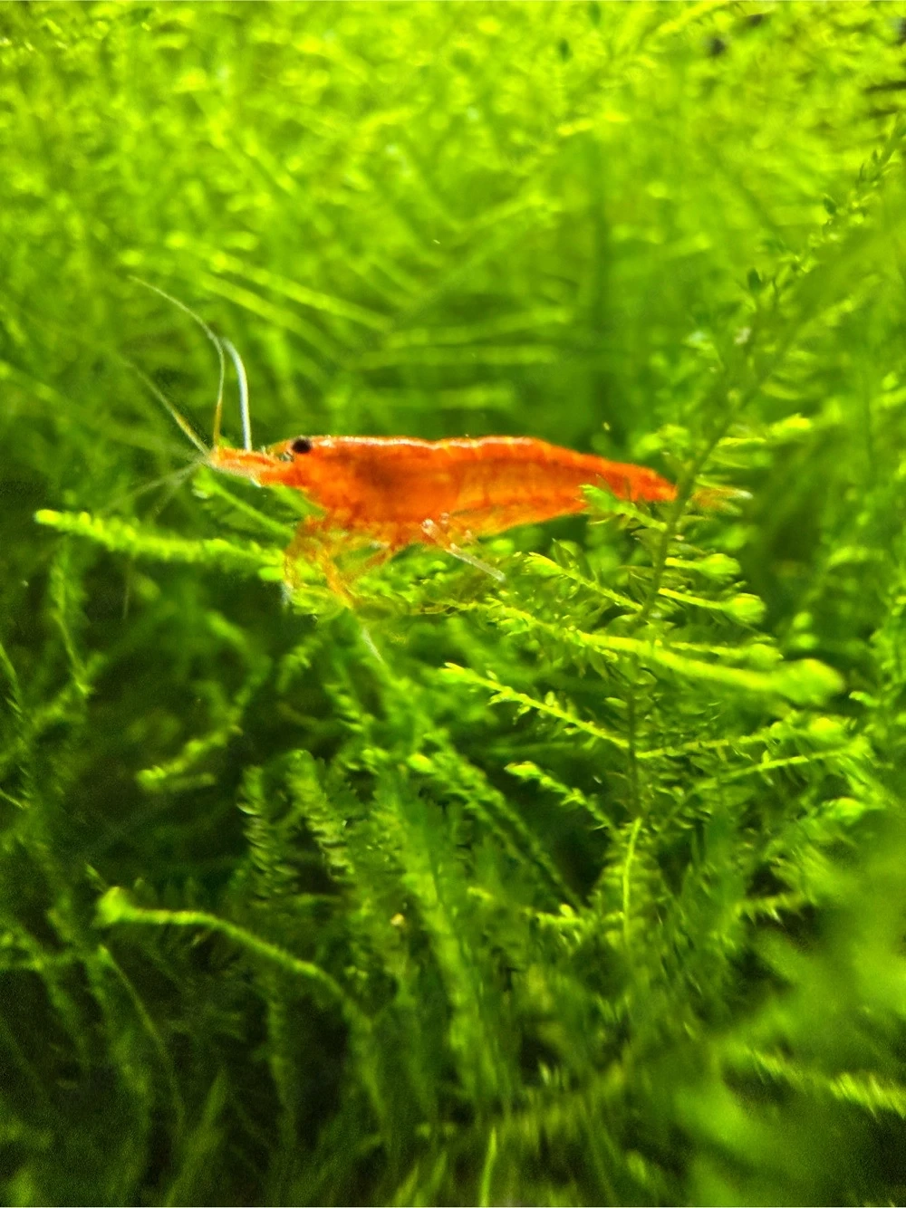 Neocaridina Orange Fire   Eigene Nachzucht, gesunde Zwerggarnelen