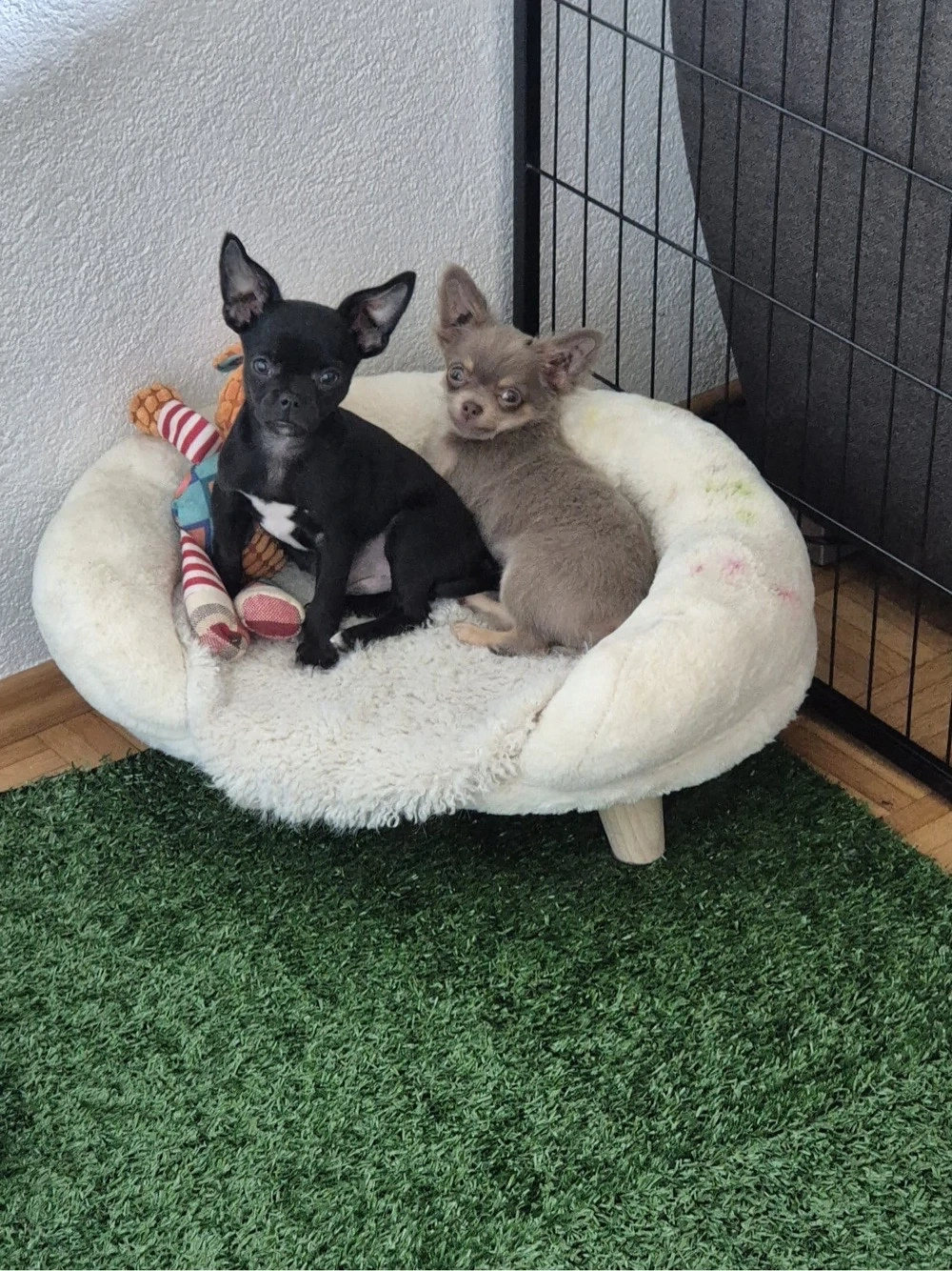 Chihuahua zu verkaufen