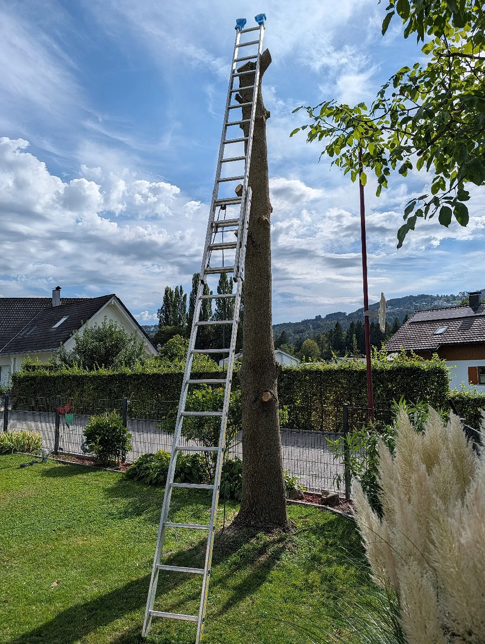 Brennholz zu verschenken 