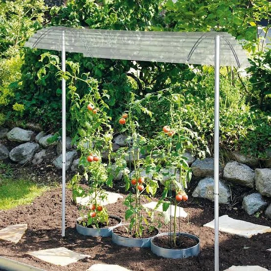 Tomatendach,  Pflanzendach
