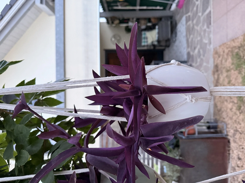 Mexikanische Dreimasterblume 