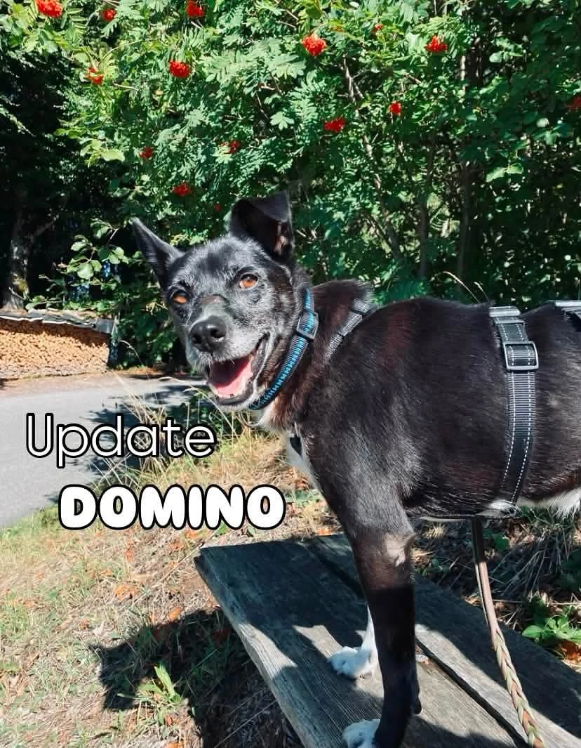 Domino - ein charmanter Sonnenschein sucht sein Für-immer-Zuhause