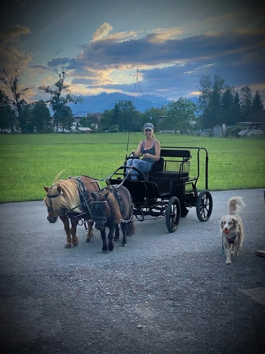Suche Unterstellplatz für kleine Pony Kusche