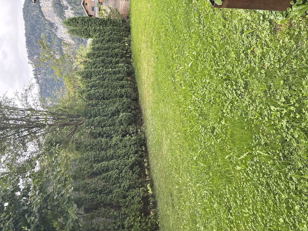 Thujen zu verschenke 