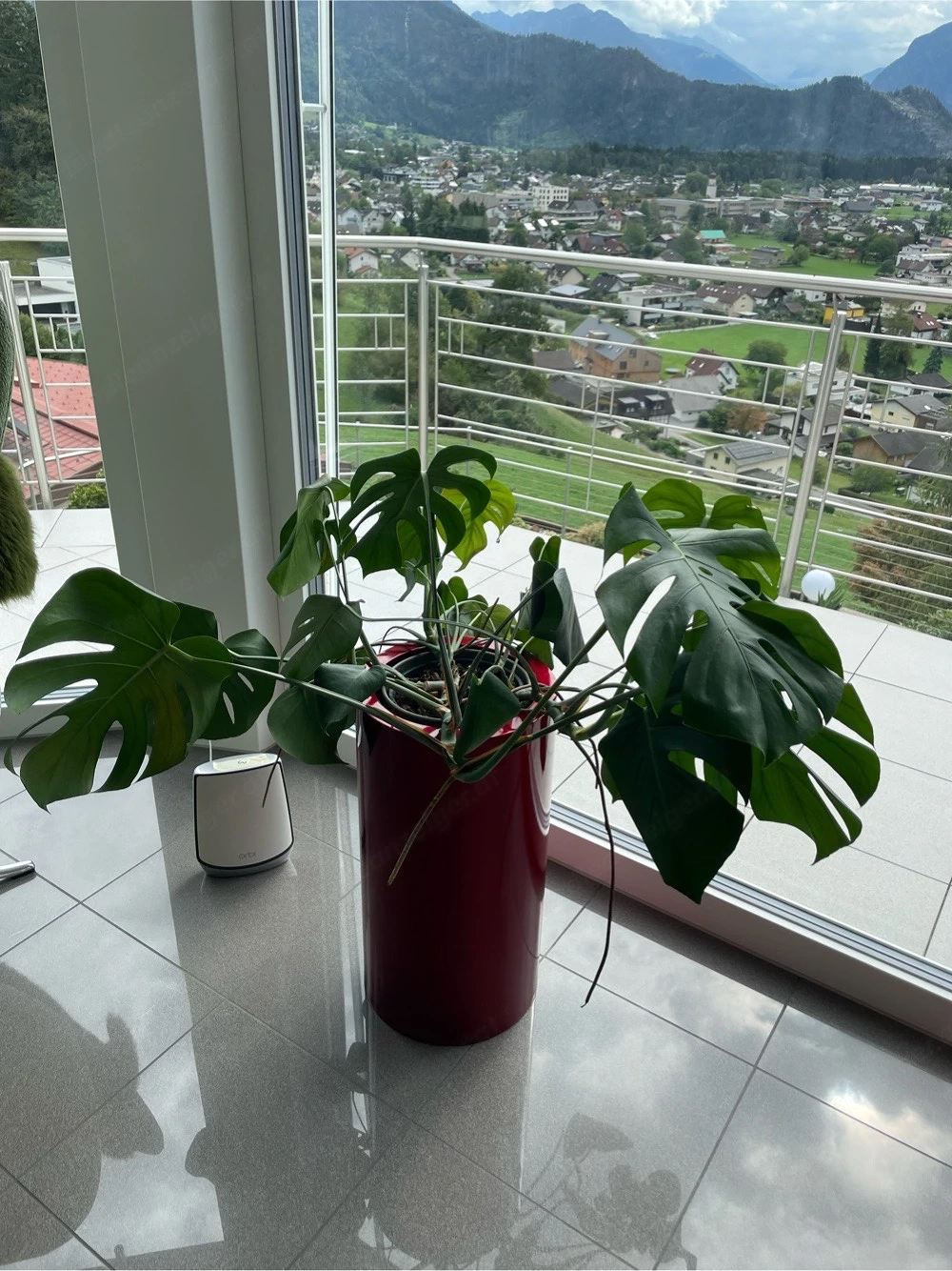 Monstera Pflanze