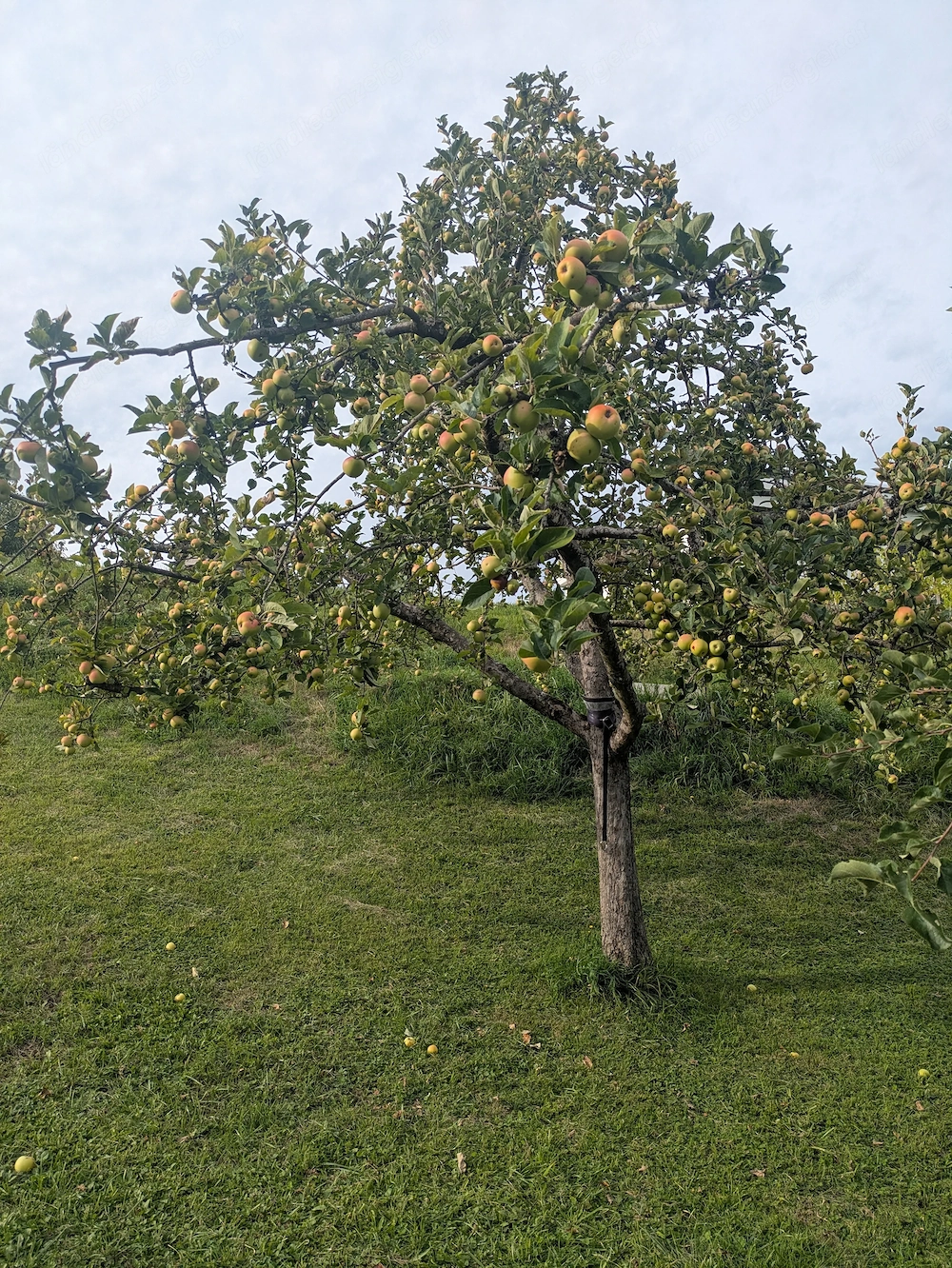 Äpfel selber pflücken - zum Mosten