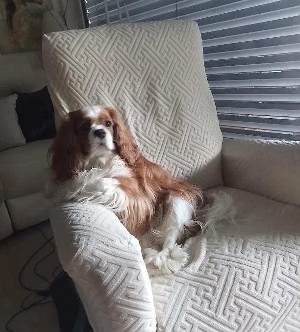 Hundesitter gesucht   Dezember bis Januar (Cavalier King Charles Spaniel)