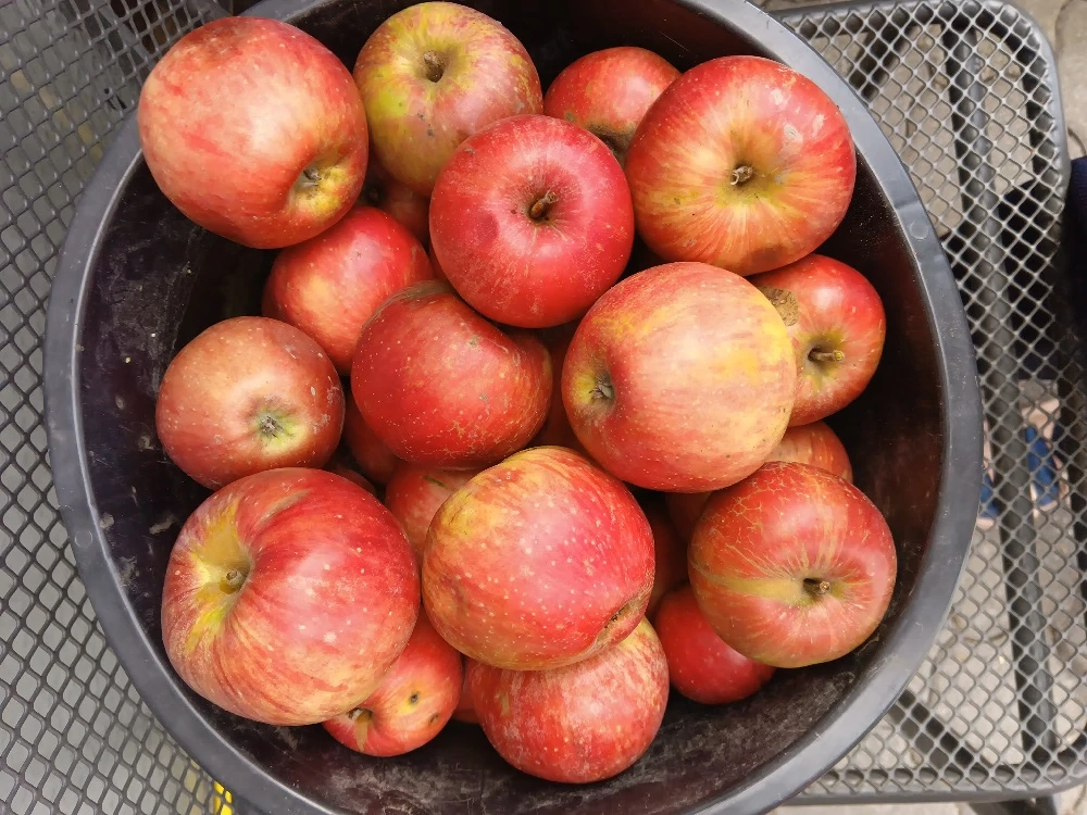 Lager Äpfel, Kochäpfel 