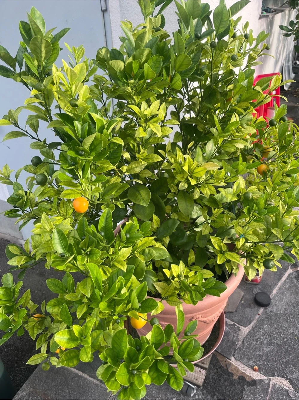 Wunderschöner Kumquatbaum 