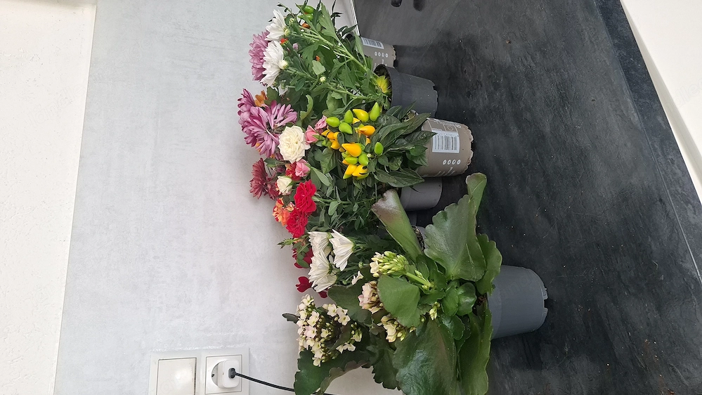 Blumen mit Topf Stückpreis