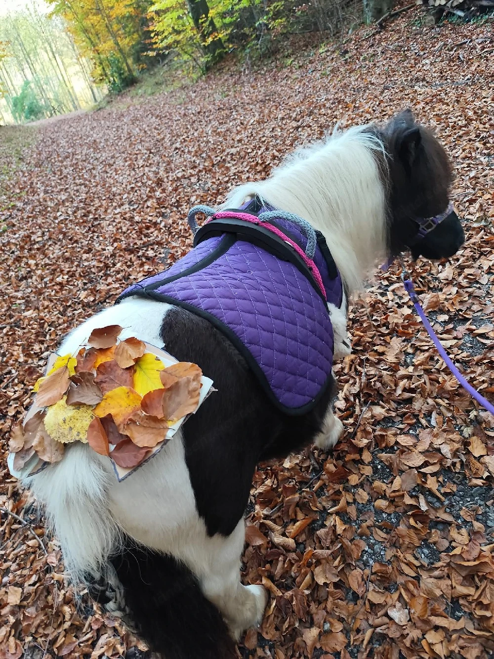 Mini Shetlandpony zur Verfügung 