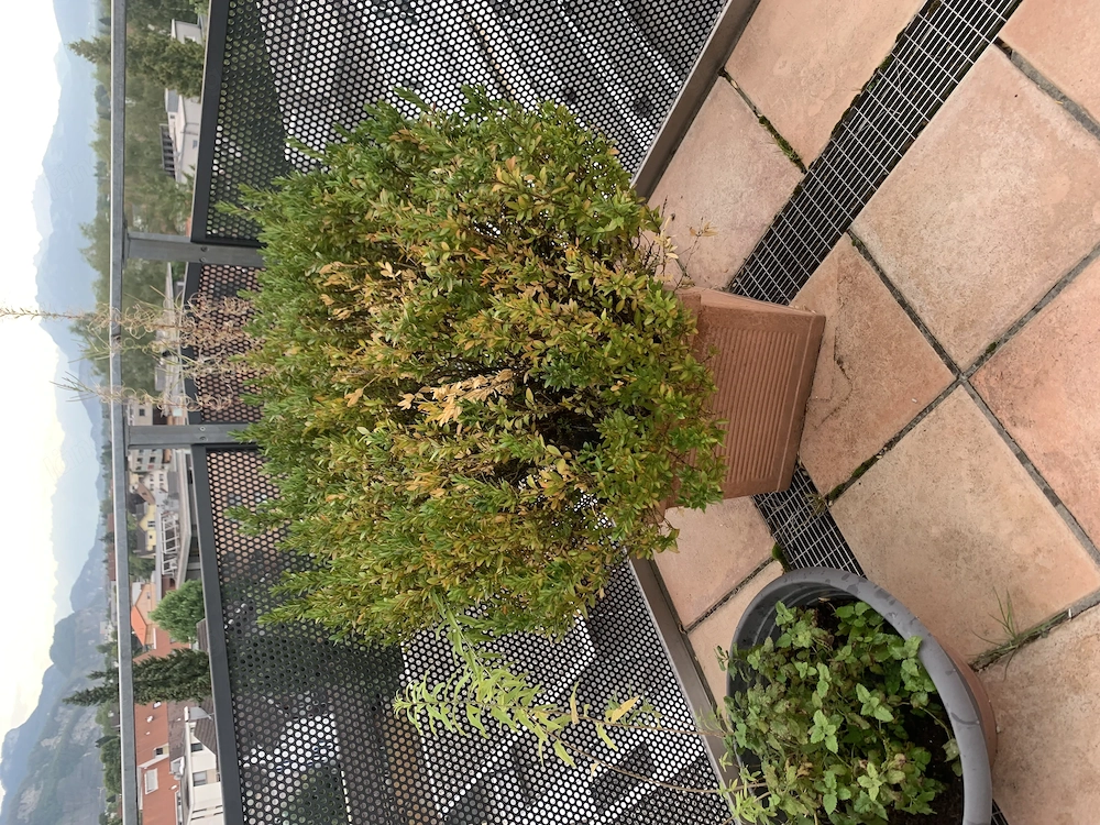Buchsbaum Buxsbaum