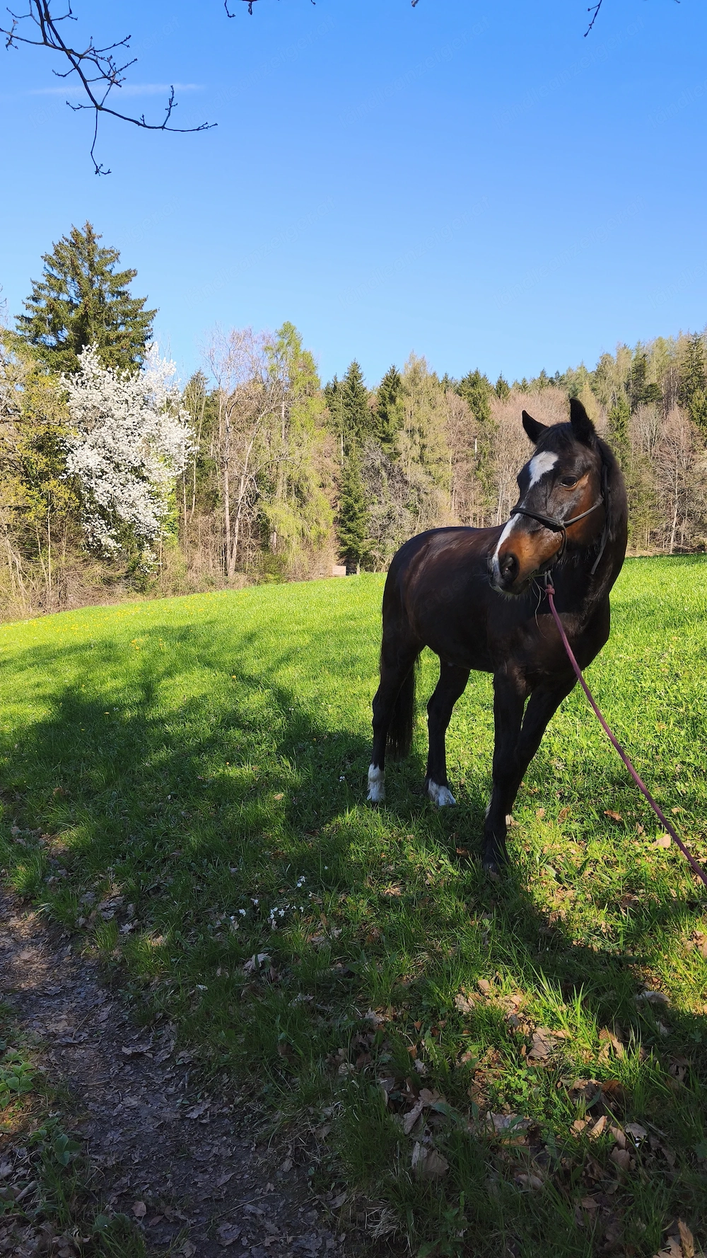 Reitbeteiligung gesucht 