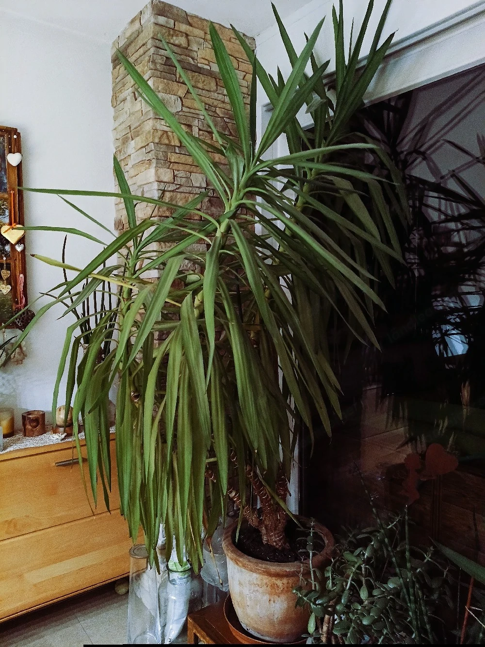 Yucca Palme